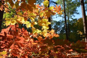 Quercus rubra (Red oak)