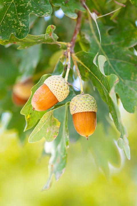 Exchange acorns