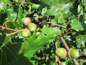 Quercus rubra (Chêne rouge)