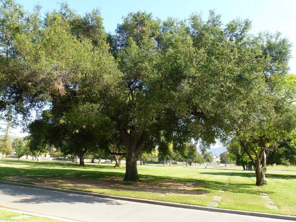 Quercus wislizeni Bildquelle: 2013_-_Native_Live_Oak_Kept_in_Landscape,_Birch_Lane,_Forest_Lawn_Memorial_Park,_Glendale,_CA_-_panoramio