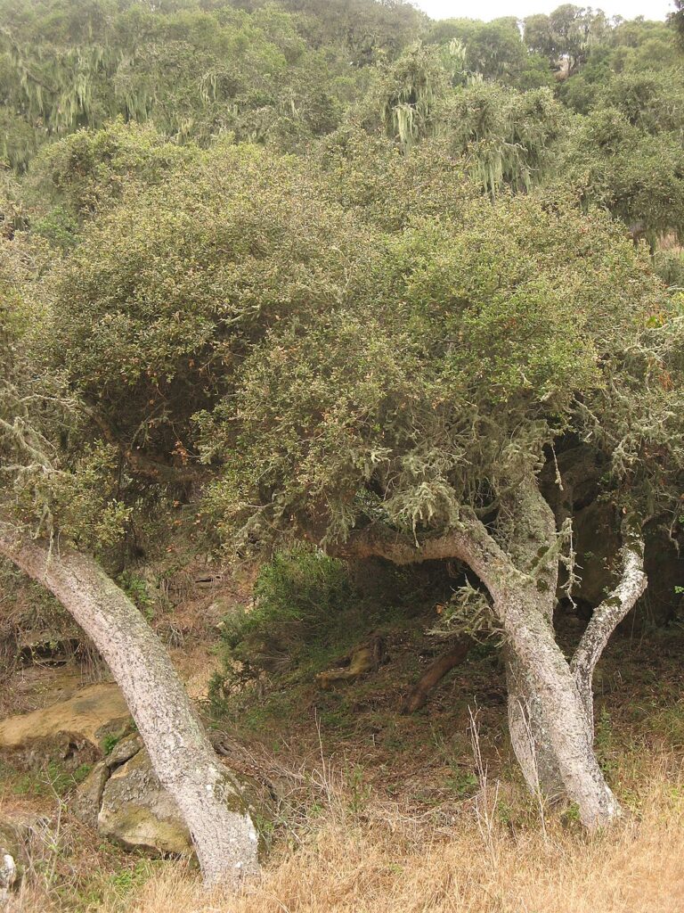 Quercus tomentella Bildquelle: https://en.wikipedia.org/wiki/Quercus_tomentella#/media/File:Island_Oak_in_Santa_Rosa_Island.jpg