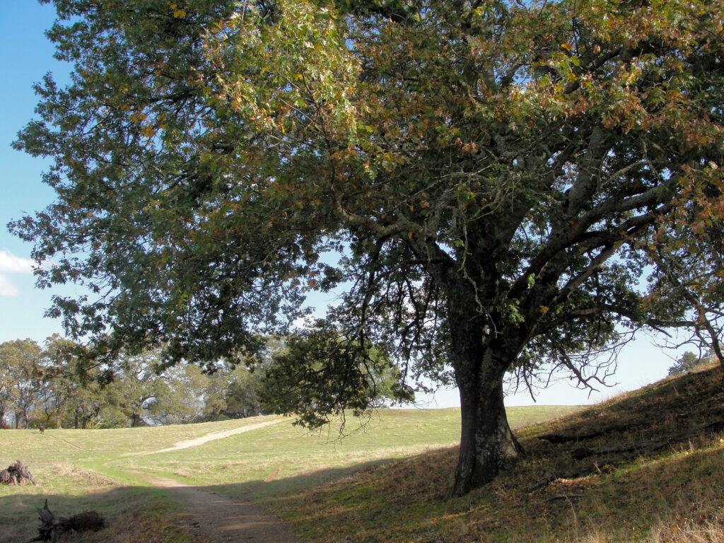 Quercus kellogii Bildquelle: https://de.wikipedia.org/wiki/Kalifornische_Schwarzeiche#/media/Datei:Quercus_kelloggii_Las_Trampas.jpg