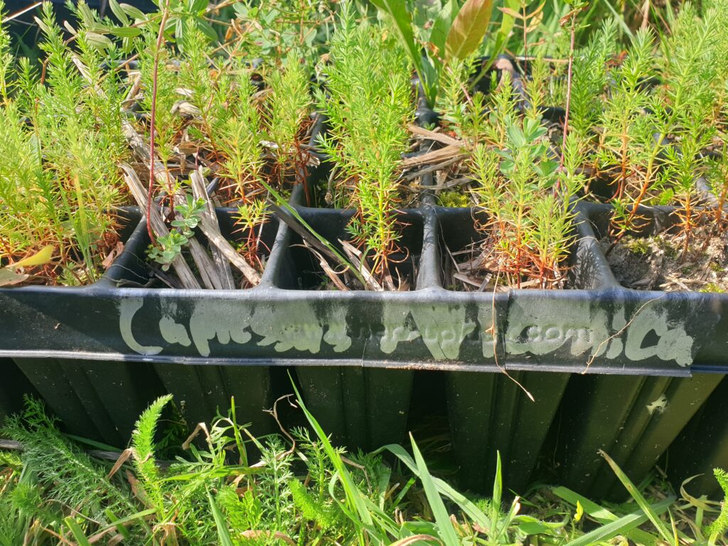 Cupressus arizonica (Arizona cypress)