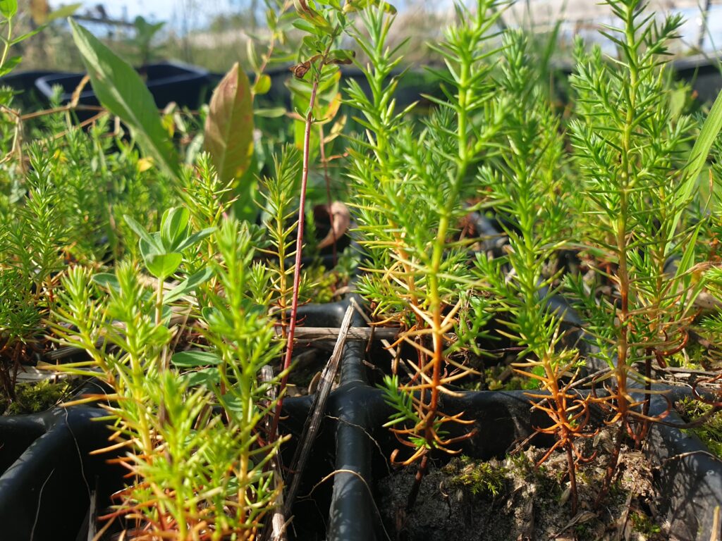 Cupressus arizonica (Arizona cypress)