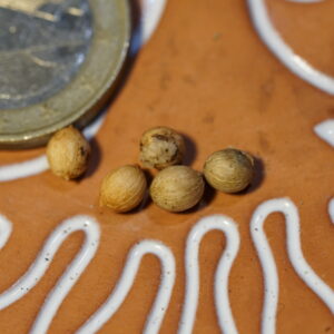 Olea capensis (black ironwood tree)