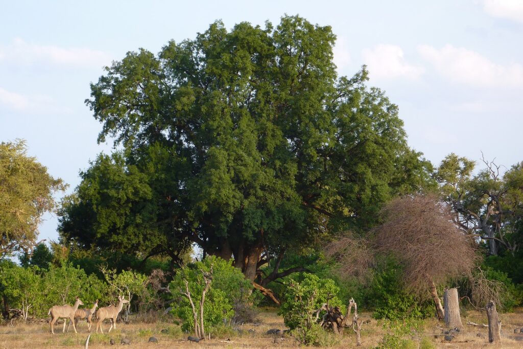 Xanthocercis zambesiaca Quelle: https://en.wikipedia.org/wiki/Xanthocercis_zambesiaca#/media/File:Mashatu_Tree.JPG By Sjolseth - Own work, Public Domain, https://commons.wikimedia.org/w/index.php?curid=10489680