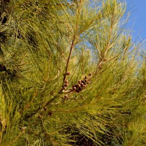 Casuarina cunninghamiana