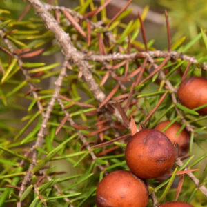 Juniperus oxycedrus oxycedrus