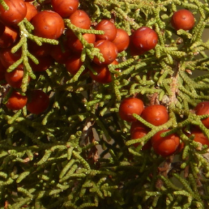 Juniperus phonicea turbinata