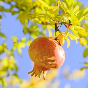 Punica granatum (pomegranate tree)