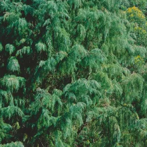 Cupressus lusitanica (Mexikanische Zypresse)