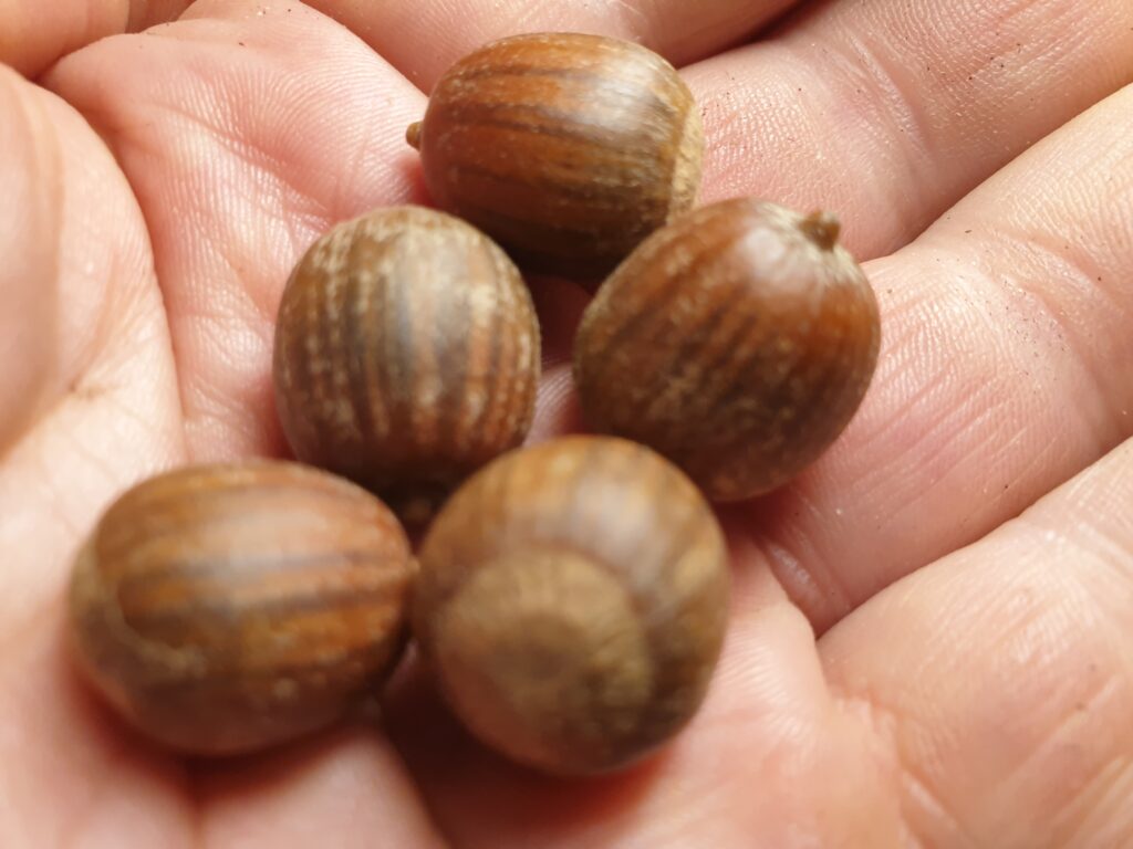 Quercus velutina (Färbereiche)