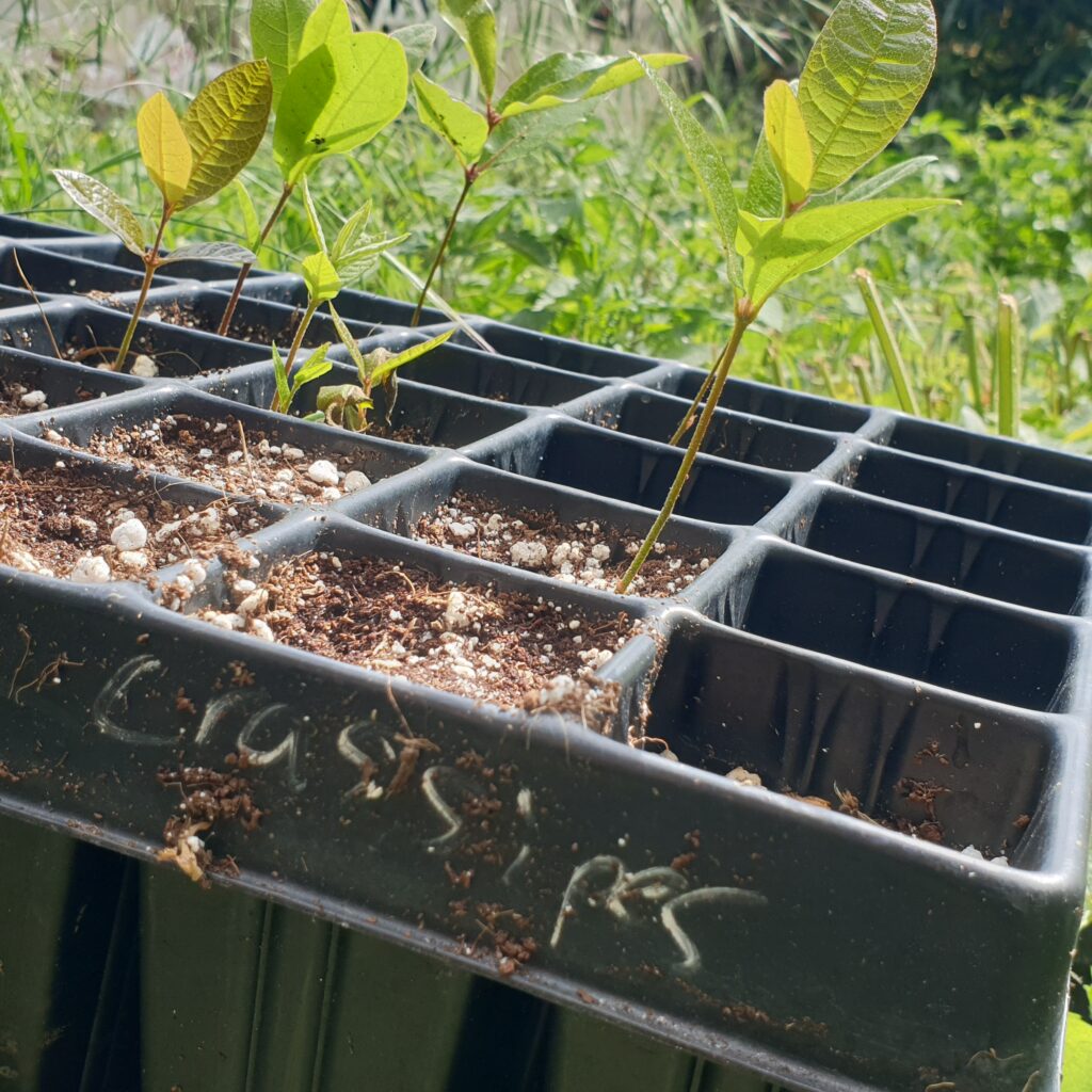 Quercus crassipes