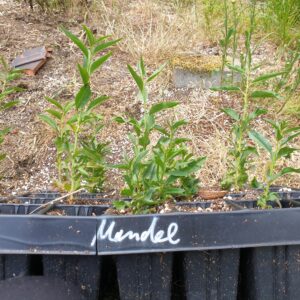 Prunus dulcis