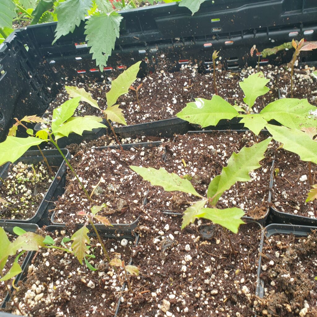 Quercus buckleyi