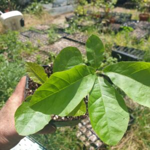 Quercus velutina