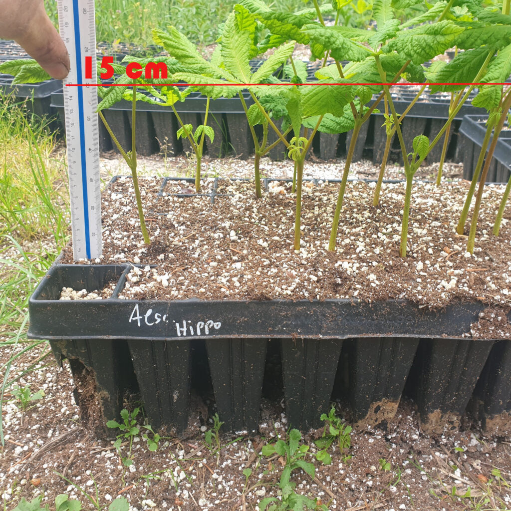 Aesculus hippocastanum