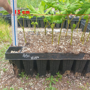 Aesculus hippocastanum
