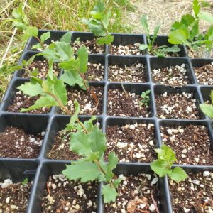 Quercus infectoria veneris