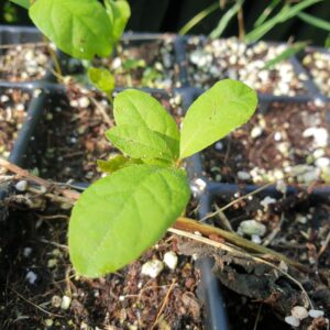 Quercus arkansana